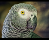African Grey Image